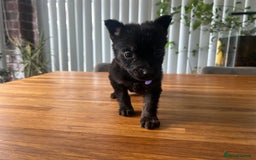 German Shepherd dogs for sale: German Shepherd Pups for Sale  - Image 14
