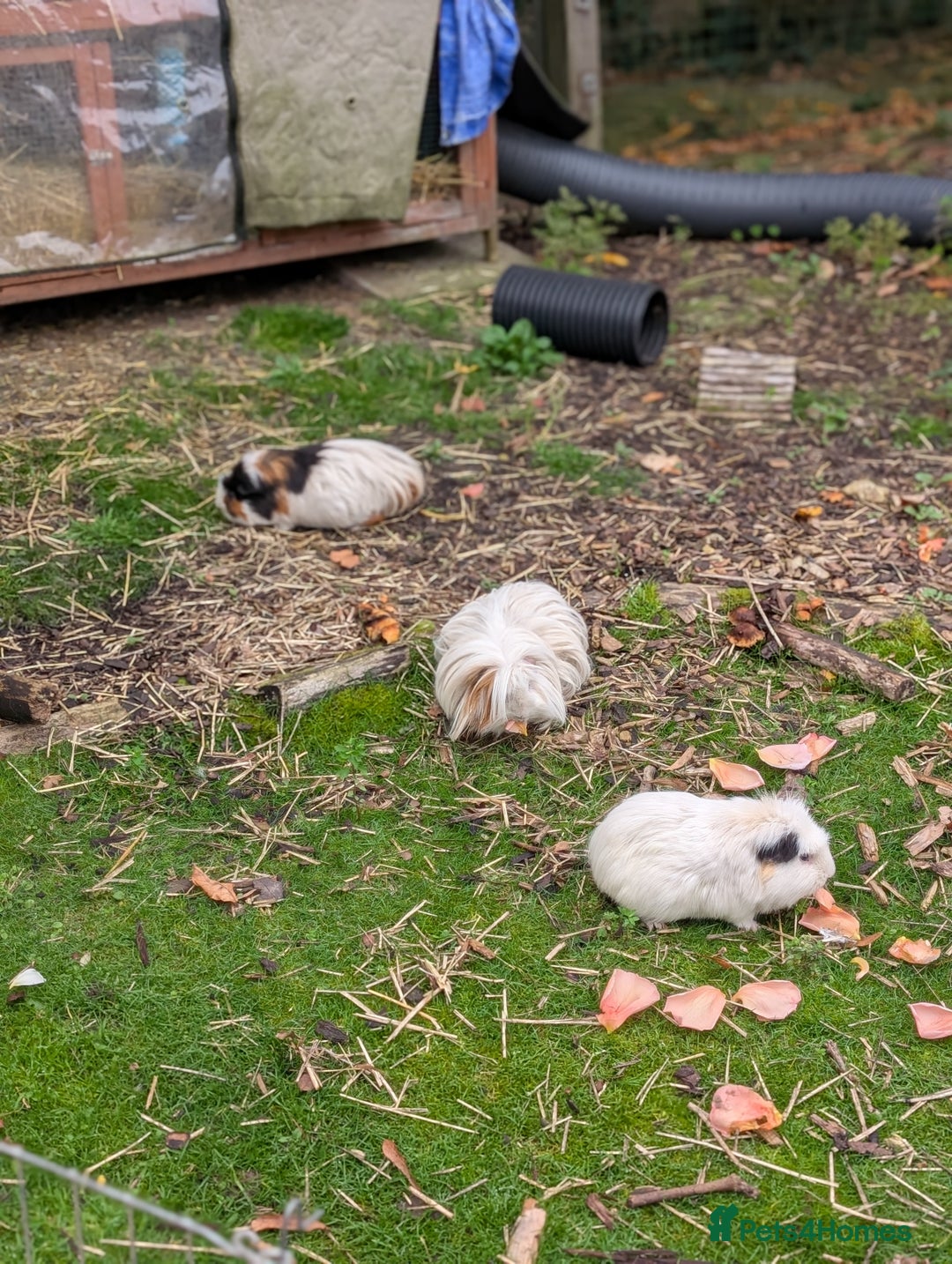 Guinea Pig rodents for sale: 3 wonderful boys looking for their forever home - Image 2