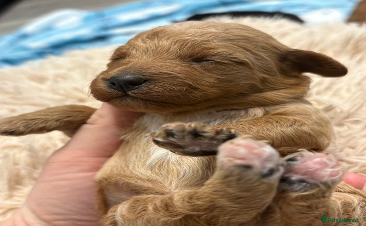 Jackapoo dogs - Advert 1