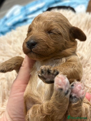 Jackapoo dogs - Advert 1