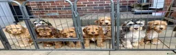Miniature Poodle dogs for stud: Stunning Sable F1 Cockapoo DNA tested 100% success in Cannock - Advert 8