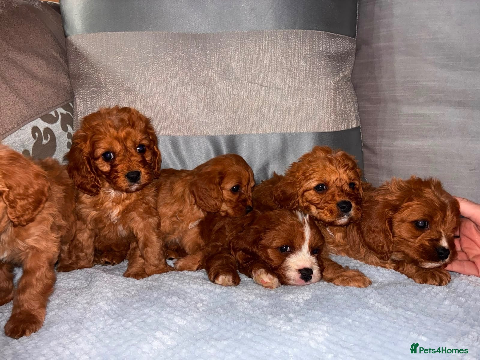 Cavapoo dogs for sale: Cavapoos  - Advert 12