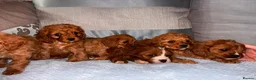 Cavapoo dogs for sale: Cavapoos  in Worcester - Advert 1