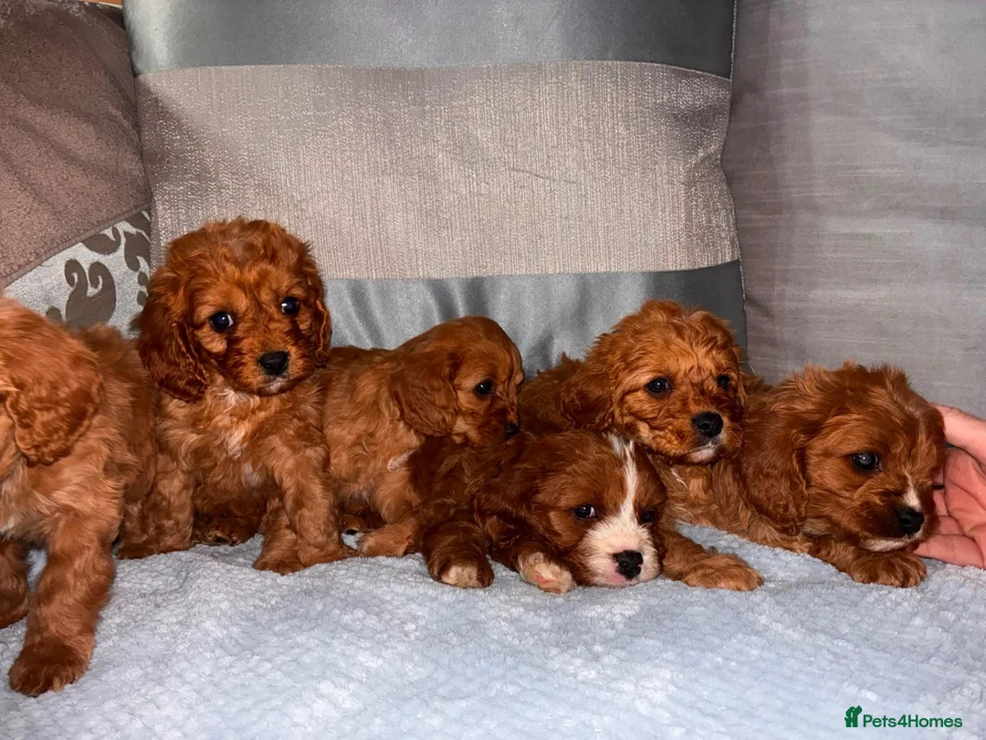 Cavapoo dogs for sale: Cavapoos  in Worcester - Advert 1