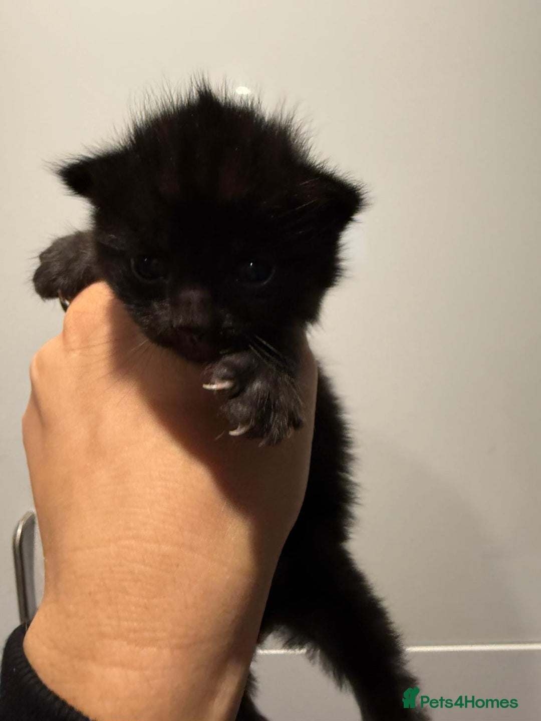 Mixed Breed cats for sale: 2 female kittens   - Image 7