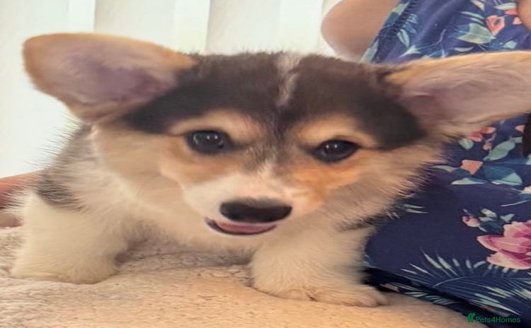 Welsh Corgi Pembroke dogs - Advert 1