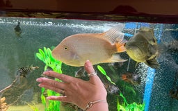 Cichlids fish for sale: Beautiful Oscar & Red Terror Cichlids 8-9inches - Image 5
