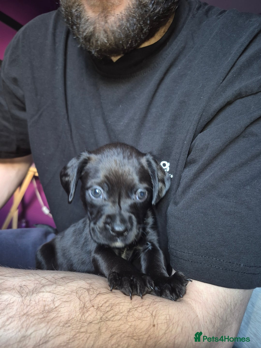 Mixed Breed dogs for sale: Bullmastiff x Springer Spaniel Puppies - Advert 21