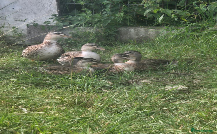 Ducks poultry - Advert 1
