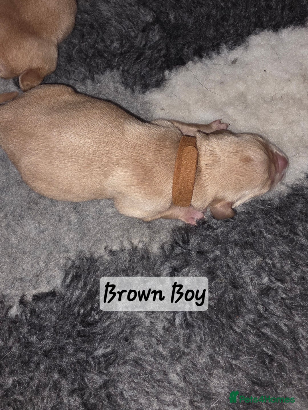 Labrador Retriever dogs for sale: Gorgeous Labrador puppies - Advert 13