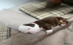 Olde English Bulldogge dogs for sale: Old English bulldog puppies - Image 5