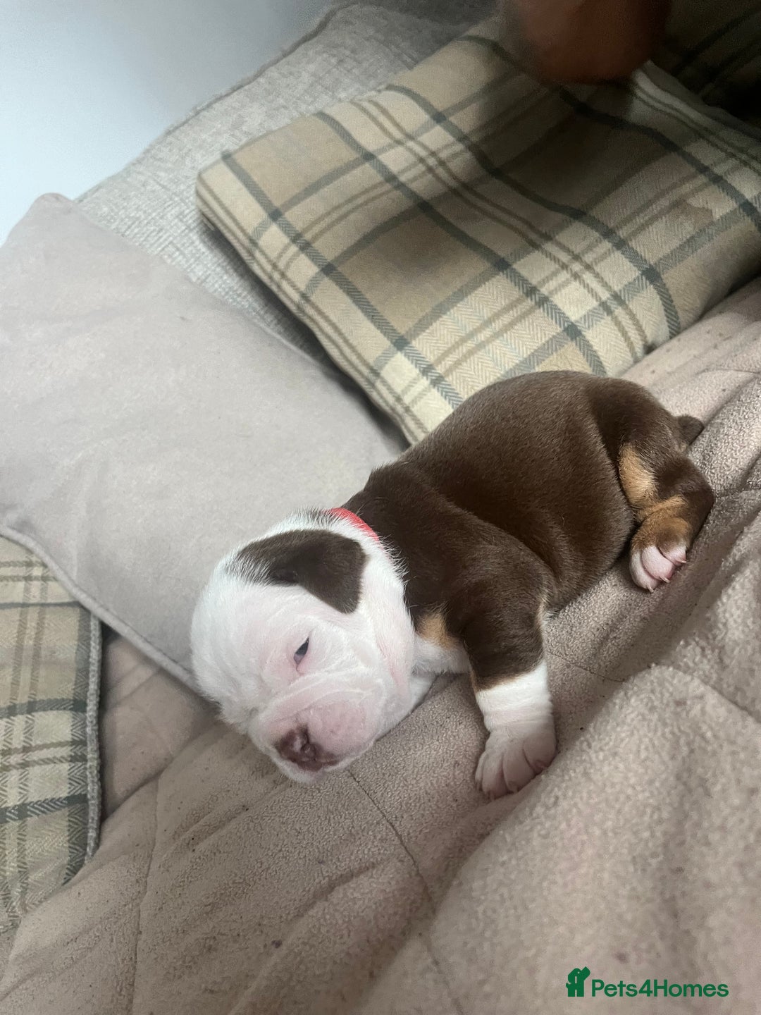 Olde English Bulldogge dogs for sale: Old English bulldog puppies - Image 5