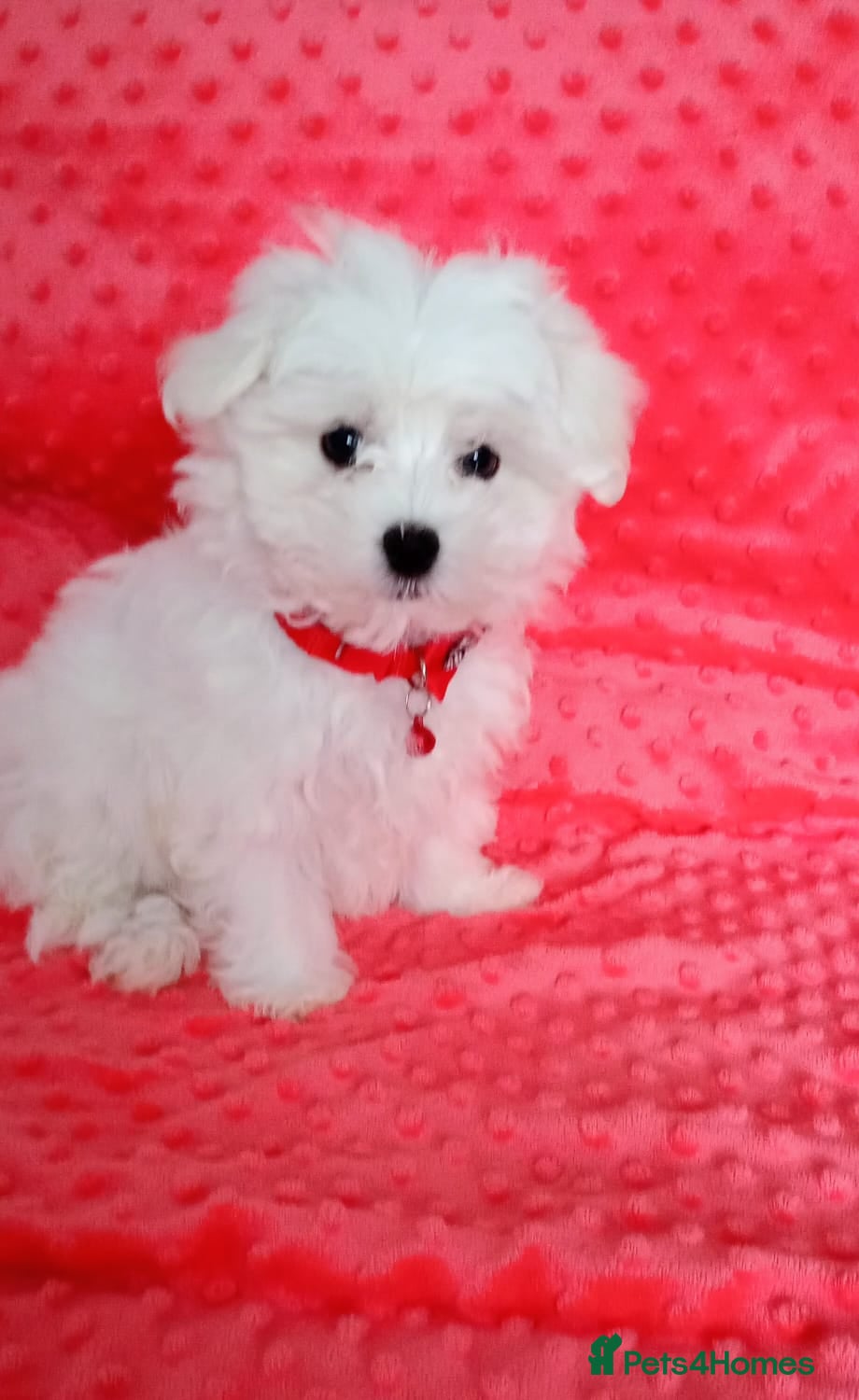 Maltese dogs Tiny Maltese Boy. Ready today - Advert 3
