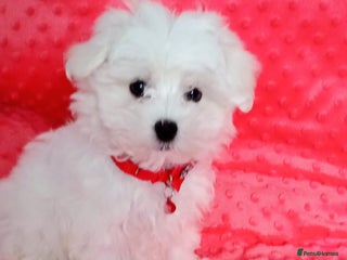 Maltese dogs Tiny Maltese Boy. Ready today - Advert 3