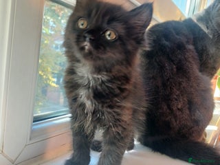 Ragdoll cats - Advert 7