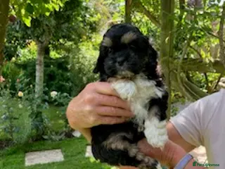 Shihpoo dogs Our gorgeous shipoo puppies ready 20/7 - Advert 5