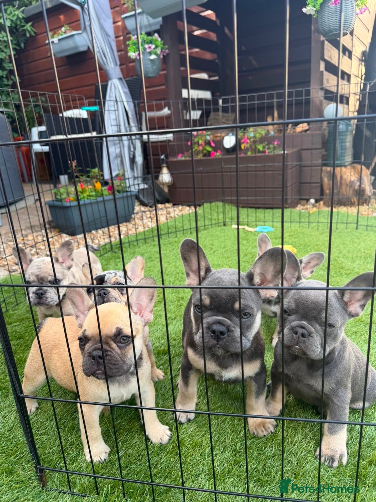 French Bulldog dogs Beautiful frenchies ready now 💚 ( 9 weeks 15/8) - Advert 5
