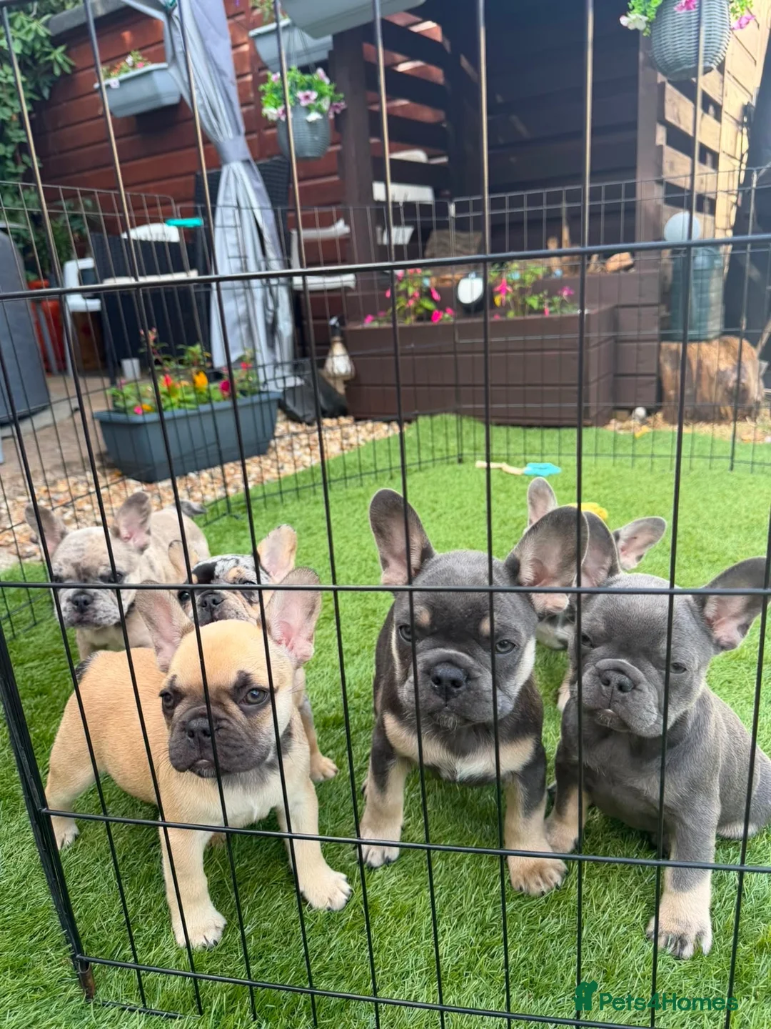 French Bulldog dogs for sale: Last blue tan micro puppy available reduced price  - Advert 1