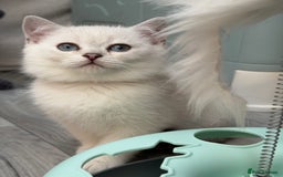 British Shorthair cats for sale: British shorthair kittens  silver/ golden TICA - Image 6