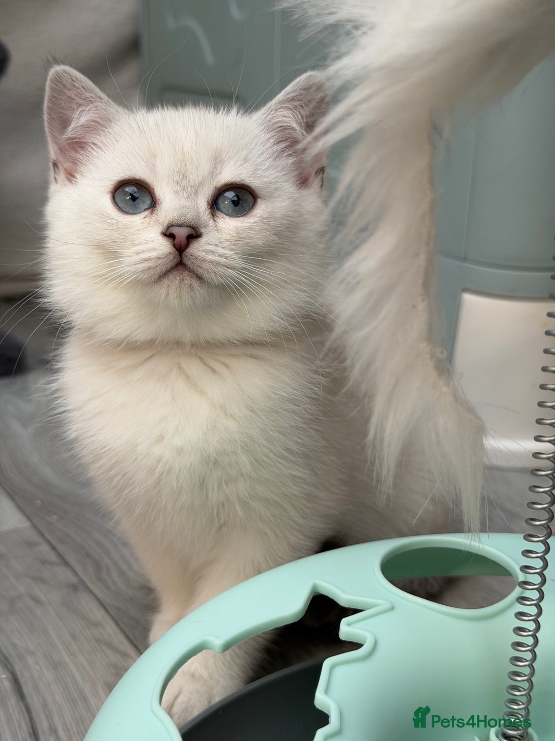 British Shorthair cats for sale: British shorthair kittens  silver/ golden TICA - Image 6