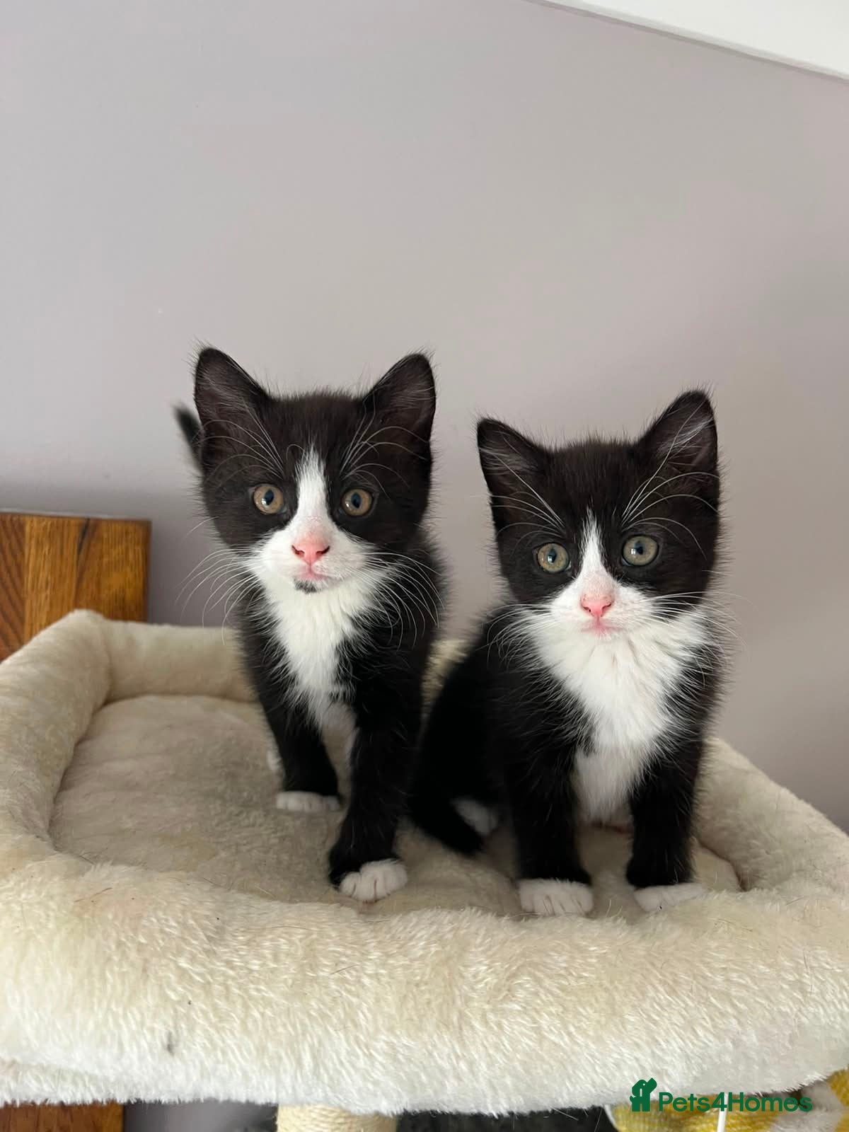 Mixed Breed cats 2 adorable female black & white kittens for sale  - Advert 16