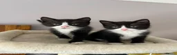 Mixed Breed cats for sale: 2 adorable female black & white kittens for sale  - Advert 1