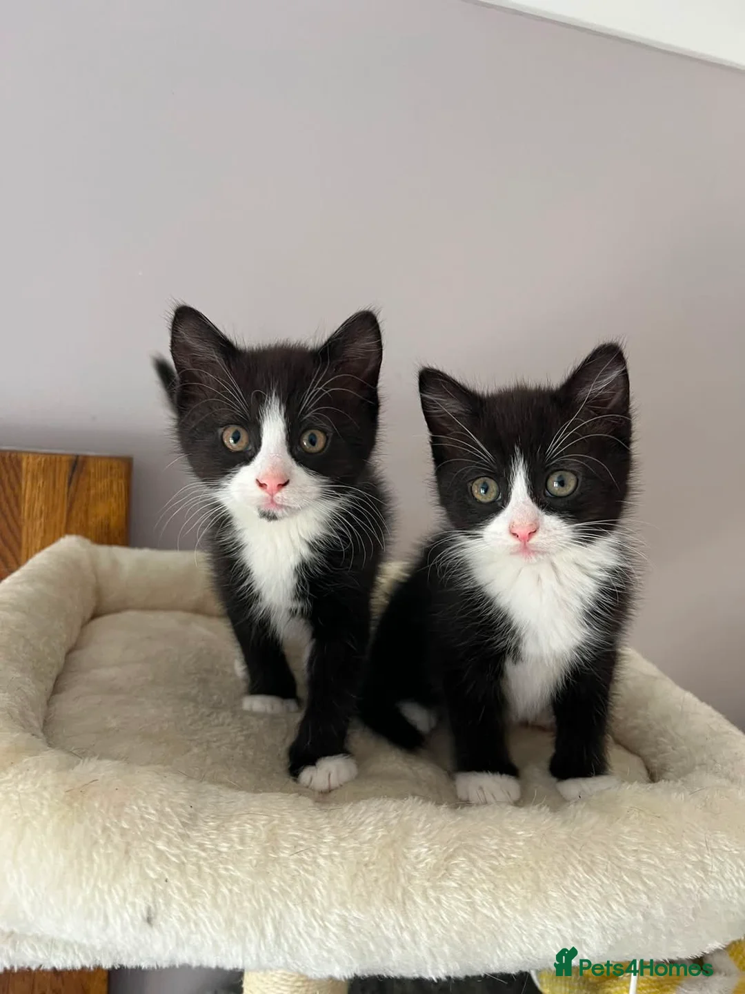 Mixed Breed cats for sale: 2 adorable female black & white kittens for sale  - Advert 1