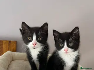 Mixed Breed cats 2 gorgeous female black & white kittens for sale - Advert 3