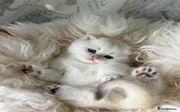 British Shorthair cats for sale: 🌟Purebred British Shorthair Golden Kittens🌟 - Image 20
