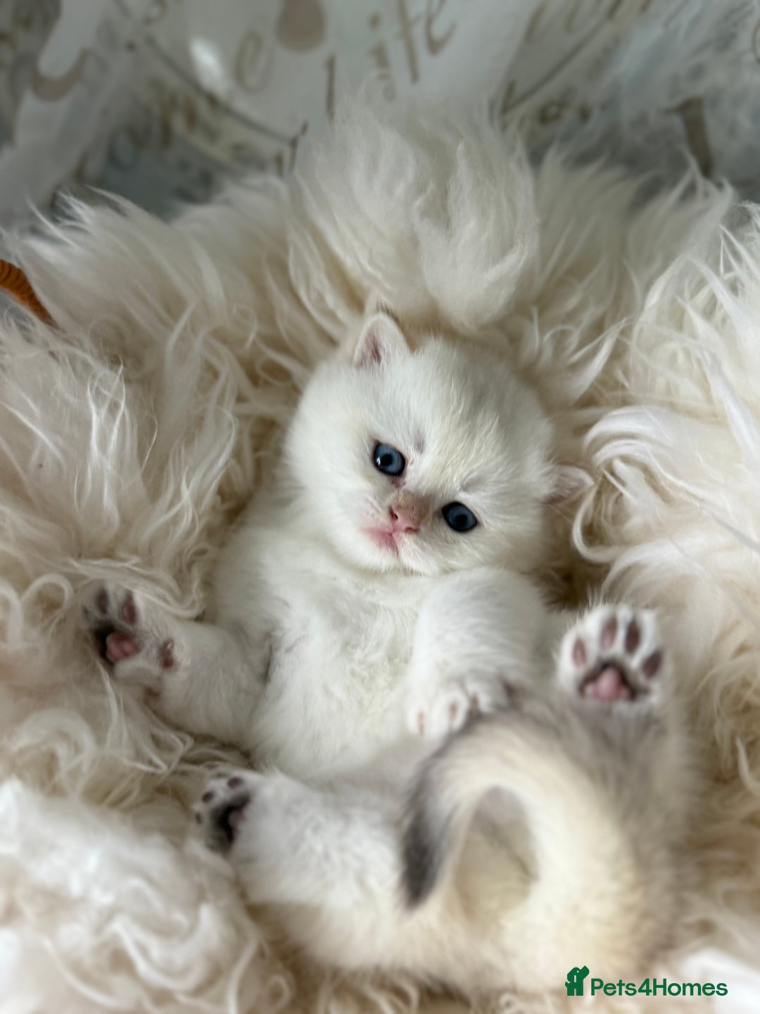British Shorthair cats for sale: 🌟Purebred British Shorthair Golden Kittens🌟 - Image 20