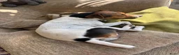 Jack Russell dogs for sale: Jack Russell Pups in York - Advert 2