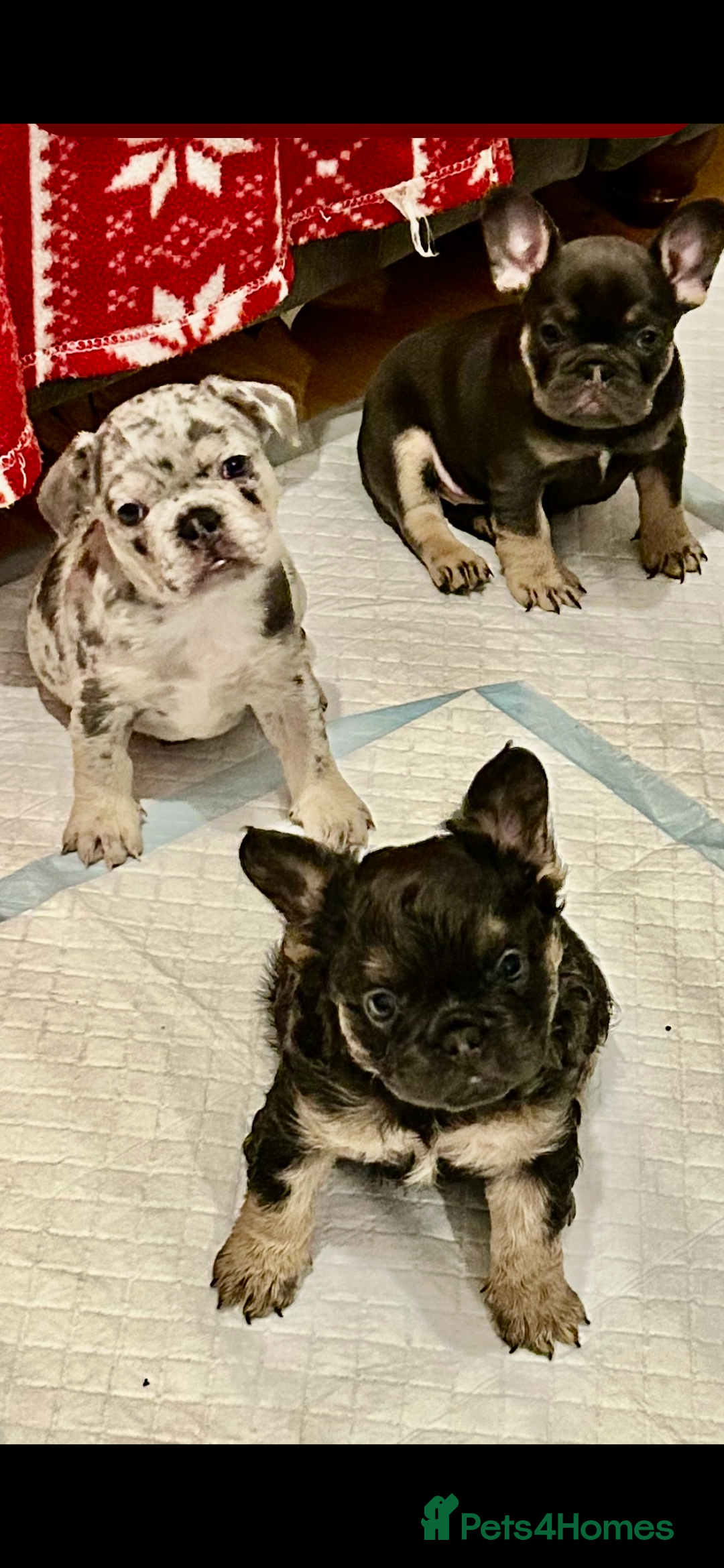 French Bulldog dogs for sale: Stunning fluffy Frenchies ready to leave now  - Advert 3