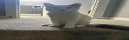 Mixed Breed cats for sale: Olaf cat - Advert 1