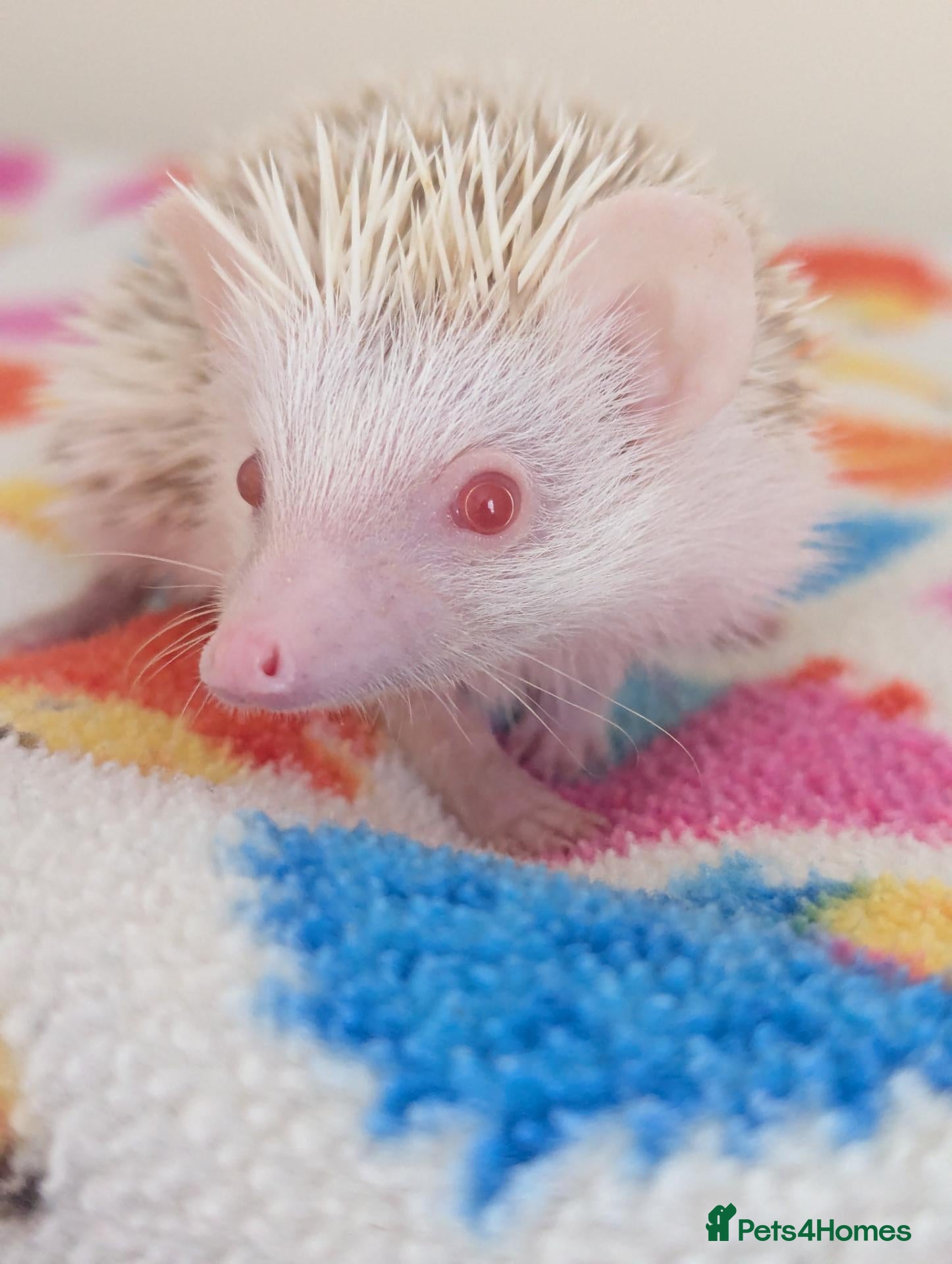 Pygmy Hedgehog rodents Stunning Hoglets 8 weeks old/Ready Now - Advert 1