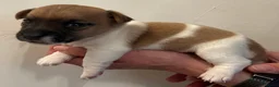 Jack Russell dogs for sale: Jack Russell Puppies - Advert 15