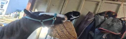 Welsh Section D horses for sale: 2 year old Elvis in Spilsby - Advert 5