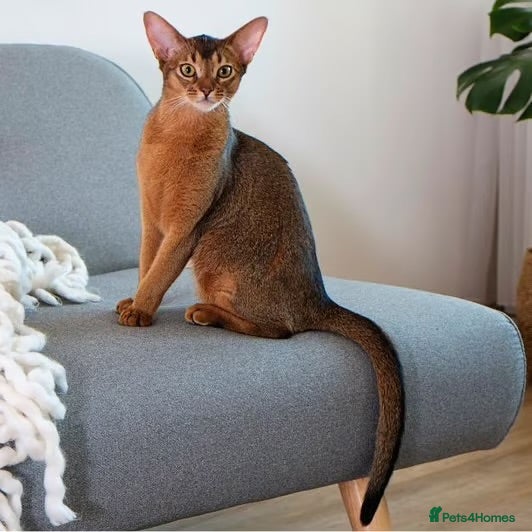 Abyssinian cats female abbisian 7 months old  - Advert 14