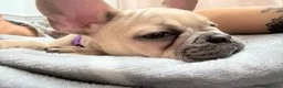 French Bulldog dogs for sale: Beautiful female French bulldog  - Advert 5