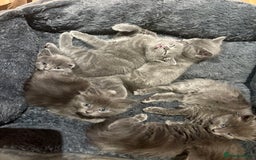 Mixed Breed cats for sale: 6 very fluffy grey kittens - Image 1