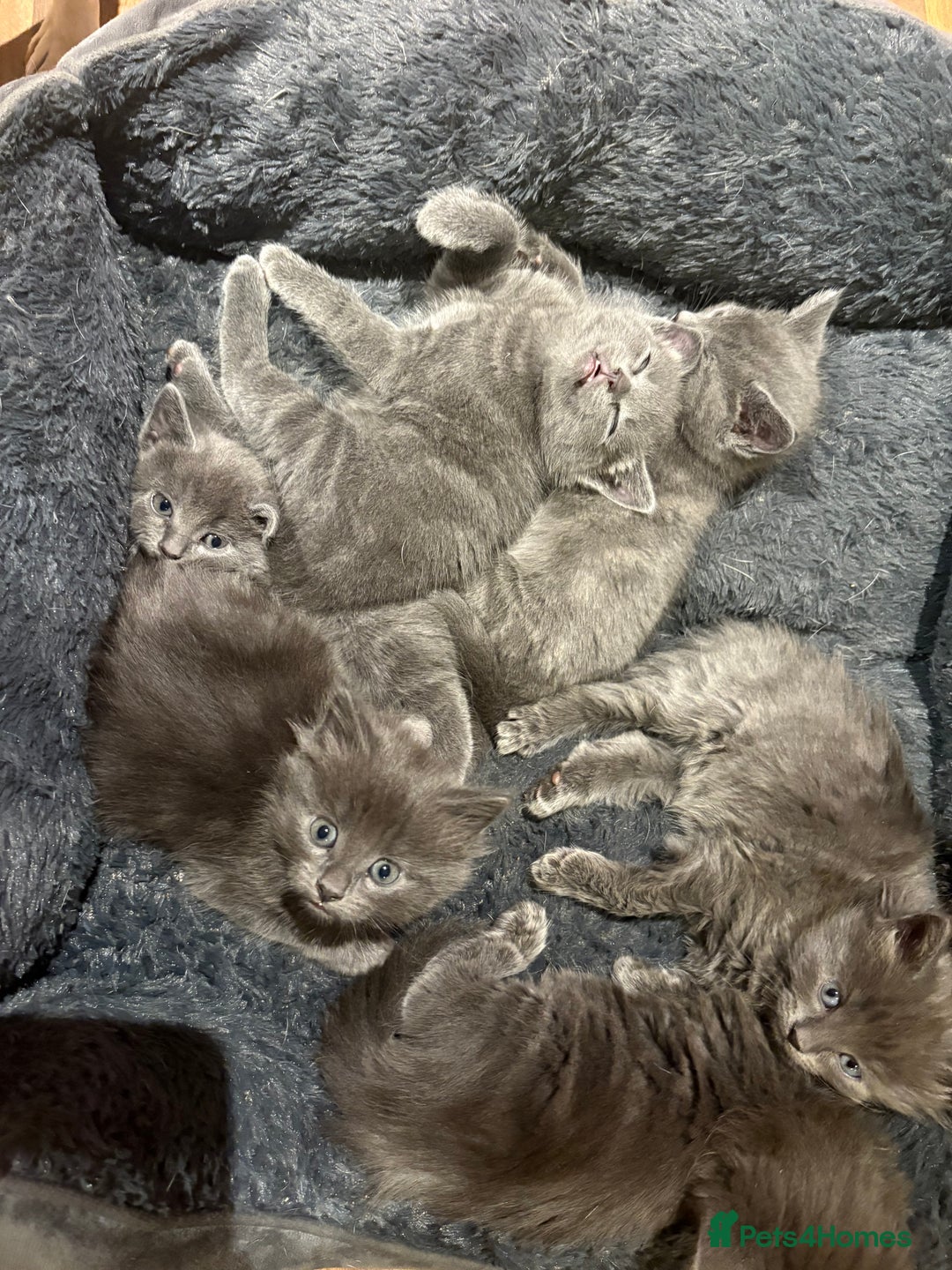 Mixed Breed cats for sale: 6 very fluffy grey kittens - Image 1