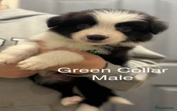 Border Collie dogs for sale: 9 Beautiful B&W & Merle Border Collie Puppies 🐶 - Image 10
