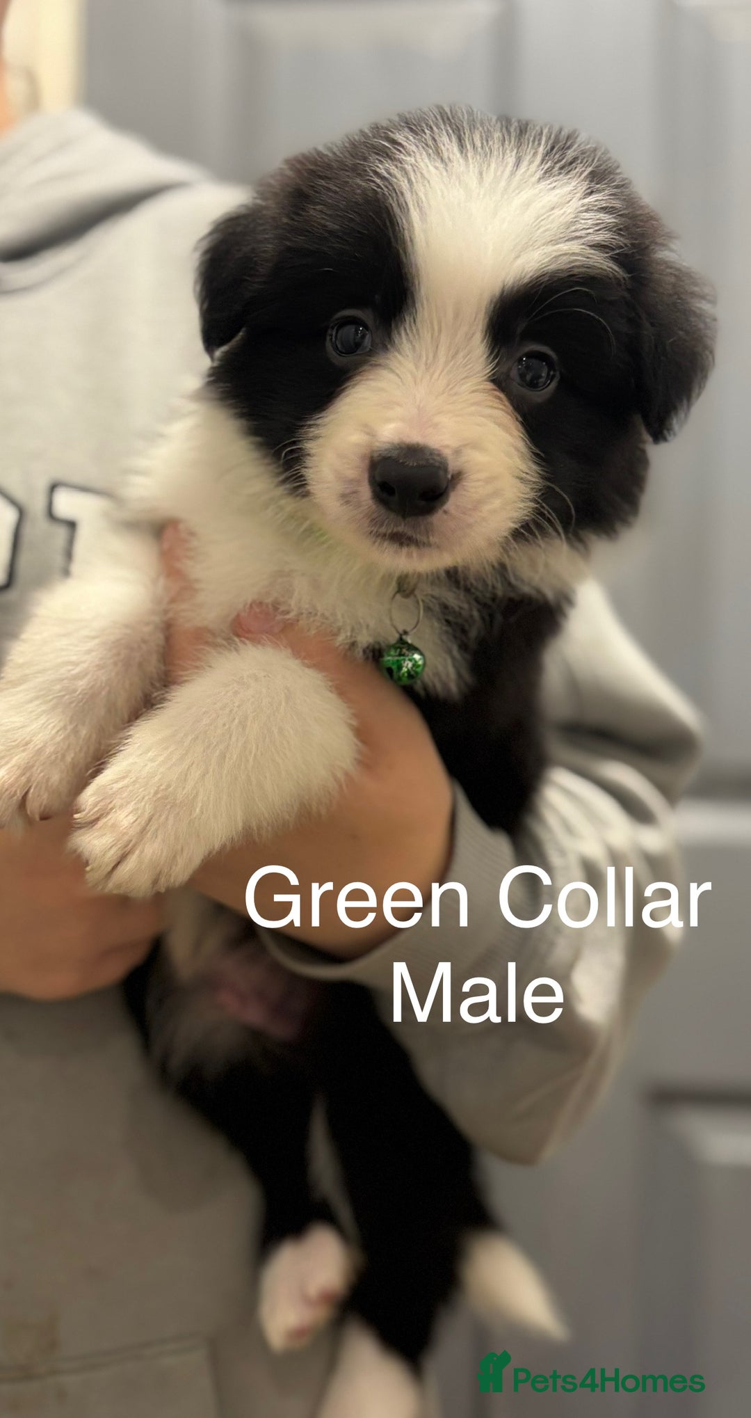 Border Collie dogs for sale: 9 Beautiful B&W & Merle Border Collie Puppies 🐶 - Image 10