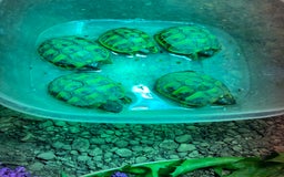 Tortoise reptiles for sale: Home bred Herman’s tortoises  - Image 2