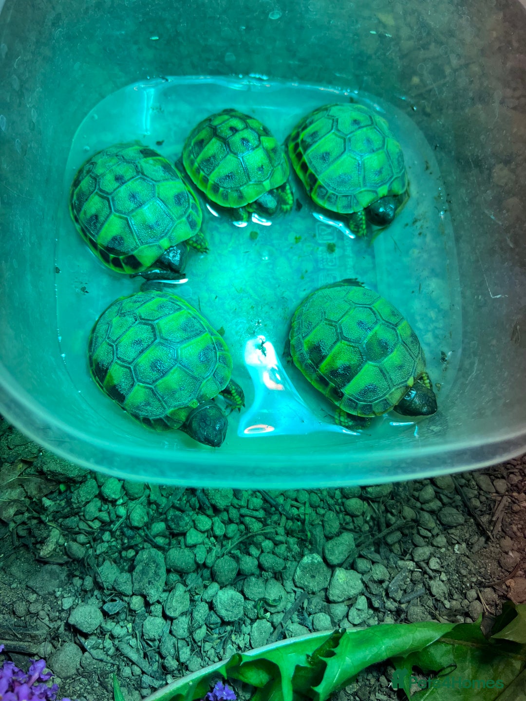Tortoise reptiles for sale: Home bred Herman’s tortoises  - Image 2
