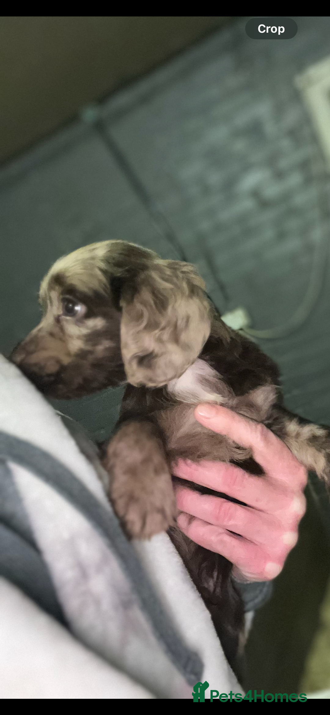 Cocker Spaniel dogs for sale: Cocker spaniel  - Image 1