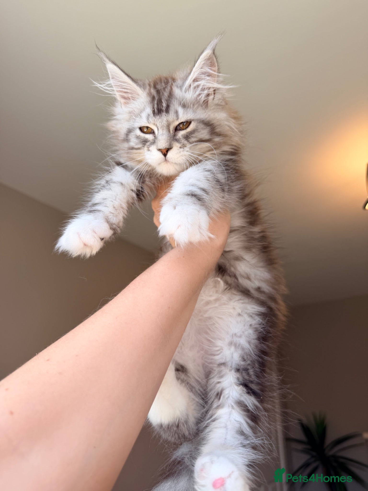 Maine Coon cats *Ready Now!* OUTSTANDING KITTENS! TICA REG - Advert 3