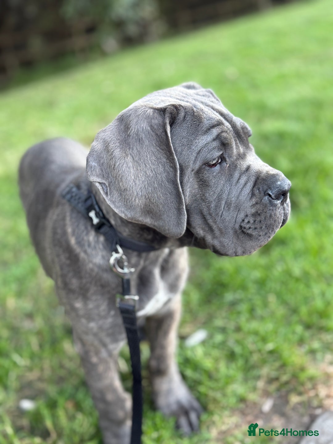 Cane Corso dogs for sale: Cane corso - Image 5
