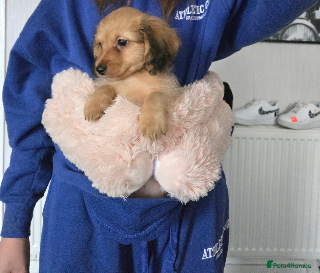Chiweenie dogs for sale: Male chweenie - Image 3