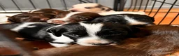Cocker Spaniel dogs for sale: Stunningly beautiful spaniels  - Advert 6