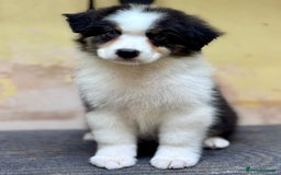 Australian Shepherd dogs for sale: Superbly Bred, Top Quality Pups - Advert 5